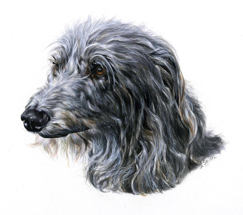 Deerhound Portrait by Ann Seward