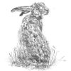 Hare Turning Notelet