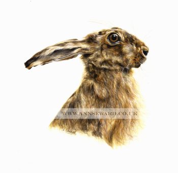 'Sally' - print of brown hare