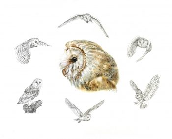 Raptors & Falconry Prints
