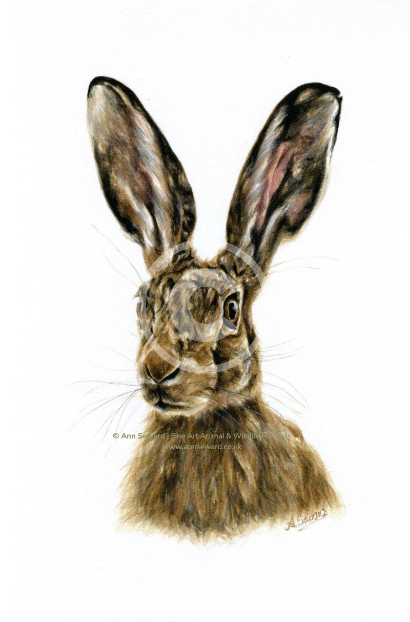 Brown Hare Portrait