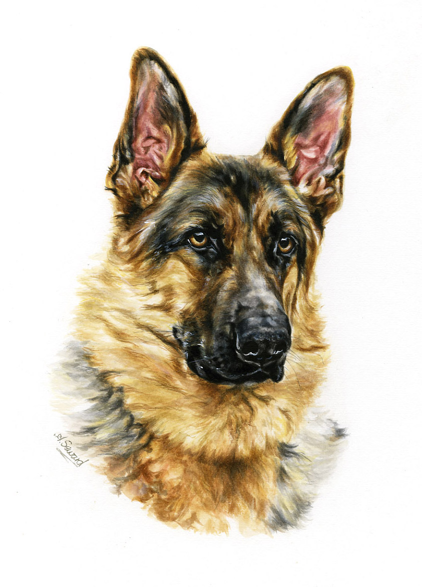 Portrait of a German Shepherd Dog