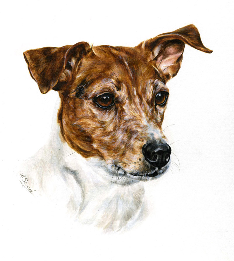 Tan and White Terrier Portrait