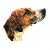Tri colour foxhound