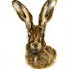 Brown Hare portrait