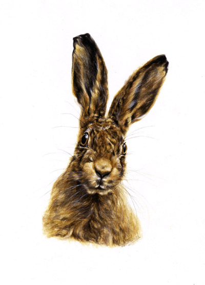 hare portrait