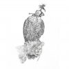 Hooded - Peregrine Falcon