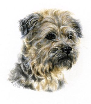 Border Terrier pet portrait