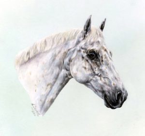 Grey Connemara Pony