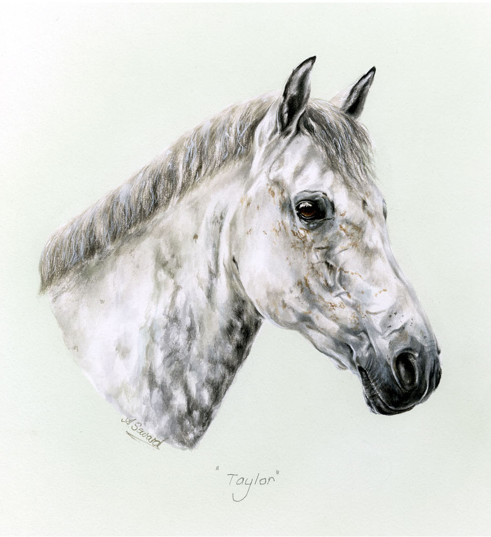 Grey Pony Portrait