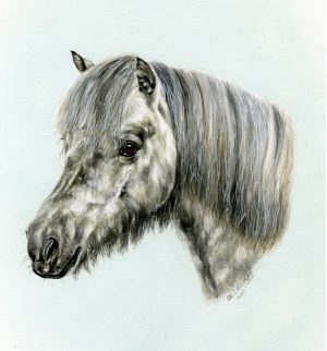 Grey Shetland Pony Portrait
