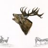 Roaring Red Stag - limited edition print