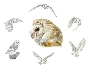 Barn Owl Study - limited edition print