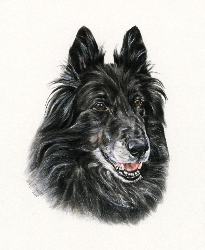 Belgian Shepherd Dog Portrait