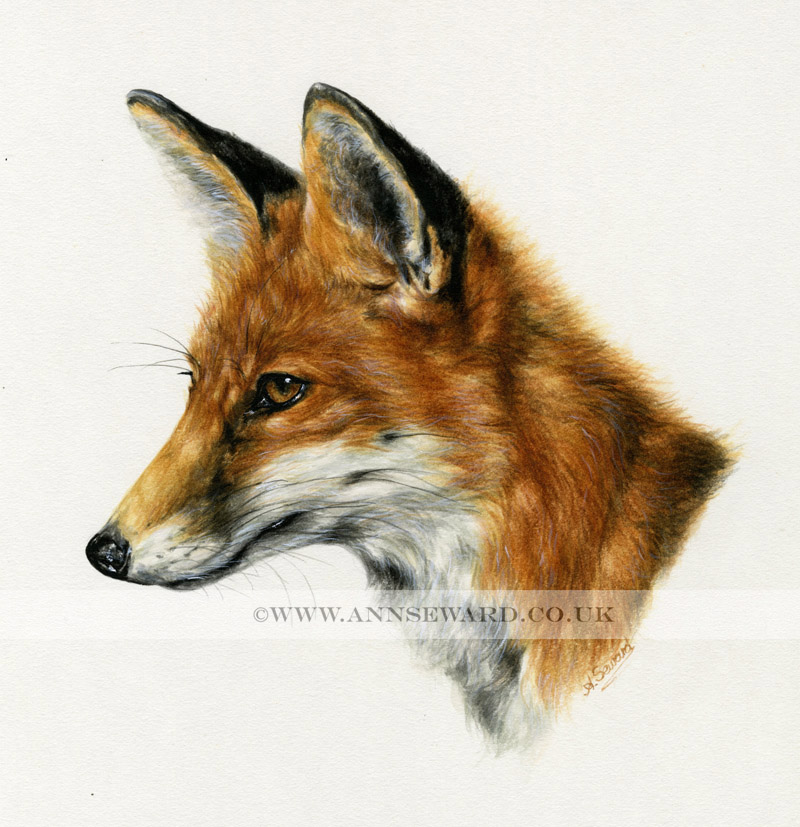 Red Fox portrait print