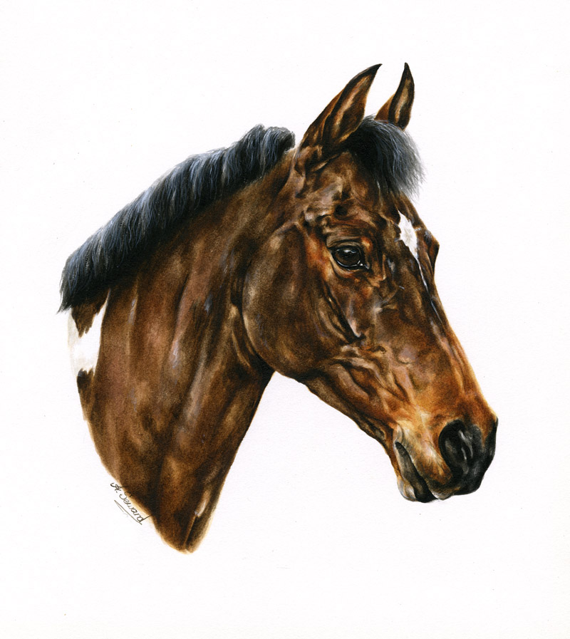 Coloured Pony Portrait