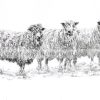 Cotswold Sheep - limited edition print