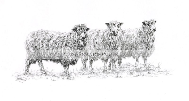 Cotswold Sheep - limited edition print