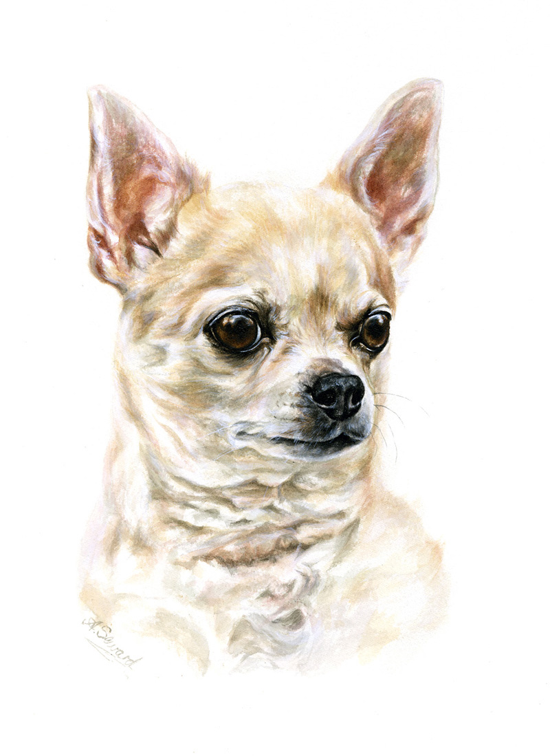 Cream chihuahua portrait