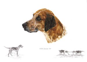 Portrait of an English Foxhound