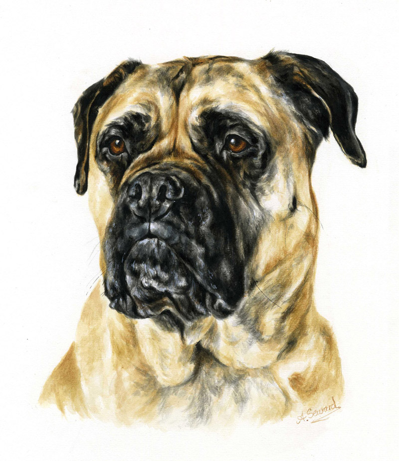 English Mastiff dog portrait