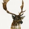Fallow deer original watercolour portrait
