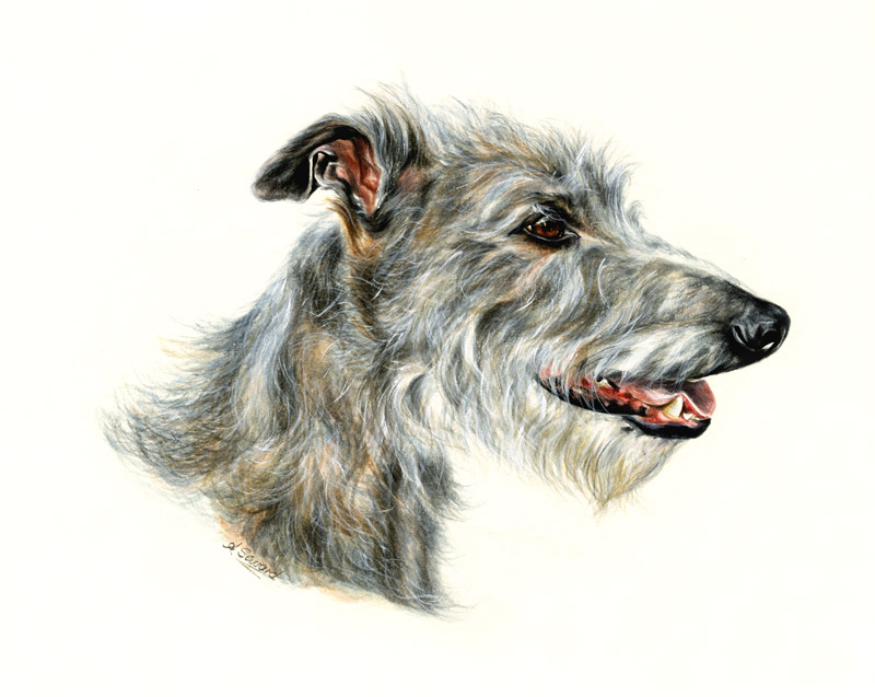 Grey broken-coated lurcher portrait