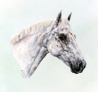 Grey Connemara pony portrait