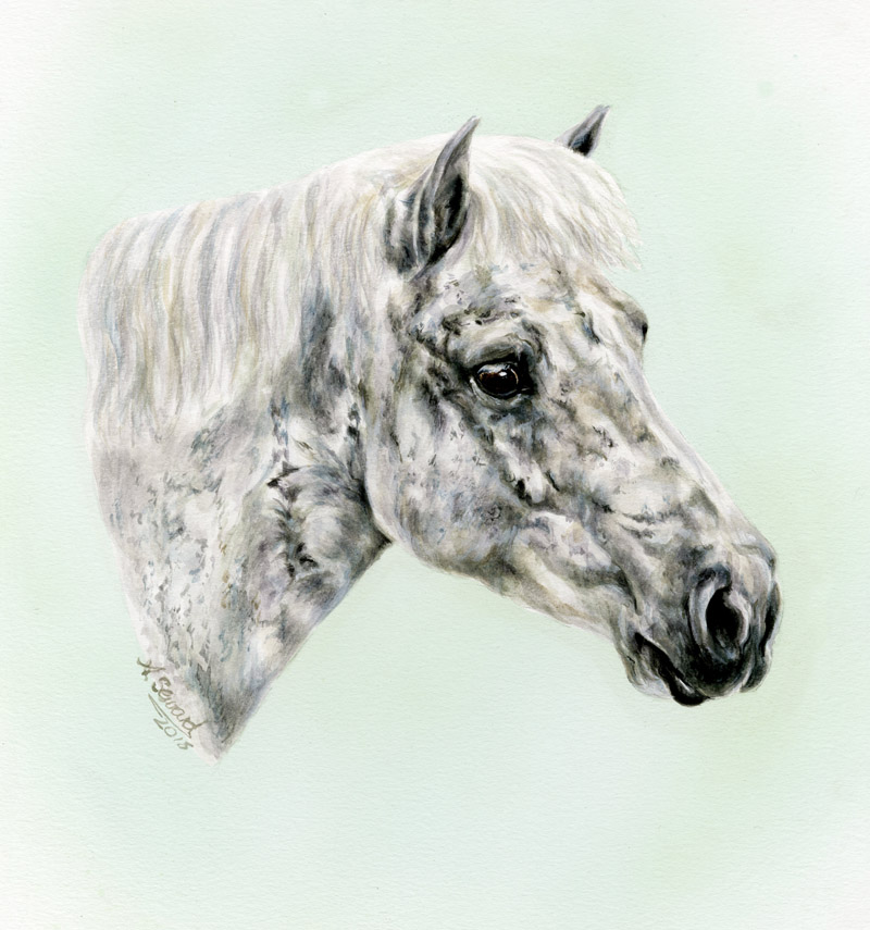 Grey Shetland Pony Mare Portrait