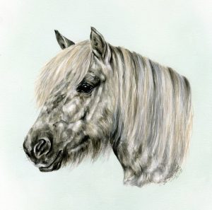 Grey Shetland Pony Portrait