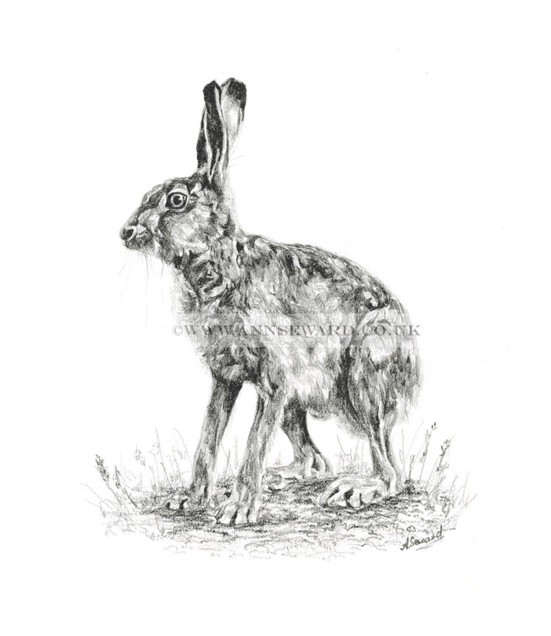 Hare Crouching Limited Edition Pencil Print
