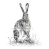 Hare Sitting pencil print