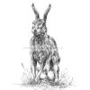 Hare Sitting Limited Edition Print