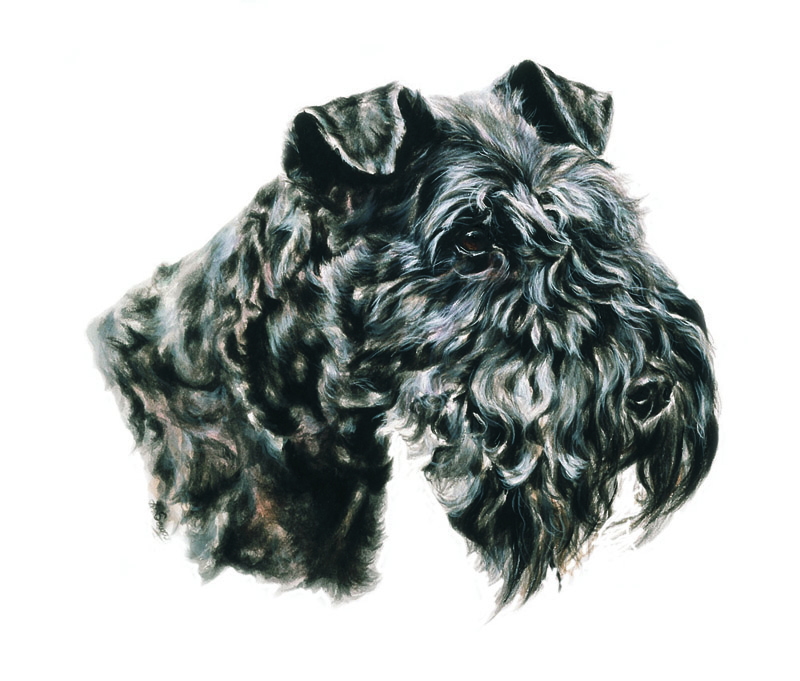 Kerry Blue Terrier portrait