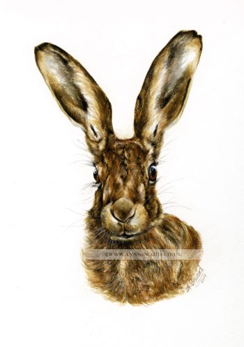 Brown Hare portrait 'La Lepre'