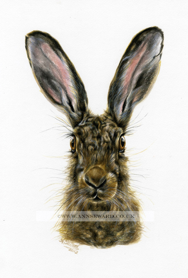 Lepus - original watercolour hare
