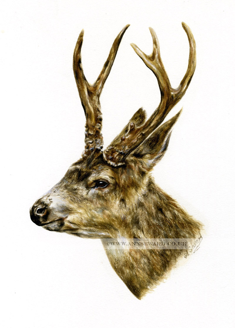 Mule Deer portrait