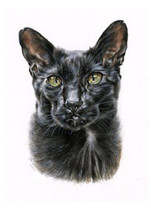 Black Oriental Cat Potrait
