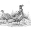 Pheasants Notelet