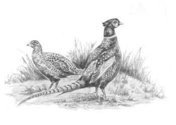 Pheasants Notelet