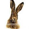 'Puss' - Brown Hare print