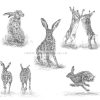 Quintessentially Hares. Five pencil studies of hares