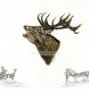 Roaring Red Stag limited edition print