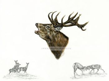 Roaring Red Stag limited edition print