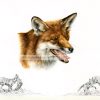 The Fox - limited edition print of a Red Fox