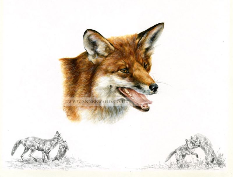 The Fox - limited edition print of a Red Fox