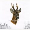 The Roebuck - limited edition print