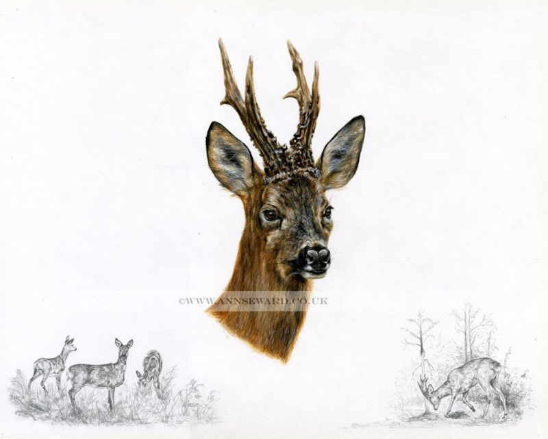 The Roebuck - limited edition print