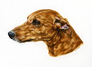 Smooth-Coated Lurcher Portrait