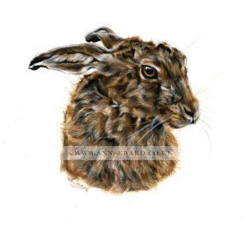 Snoozing Hare - original watercolour study